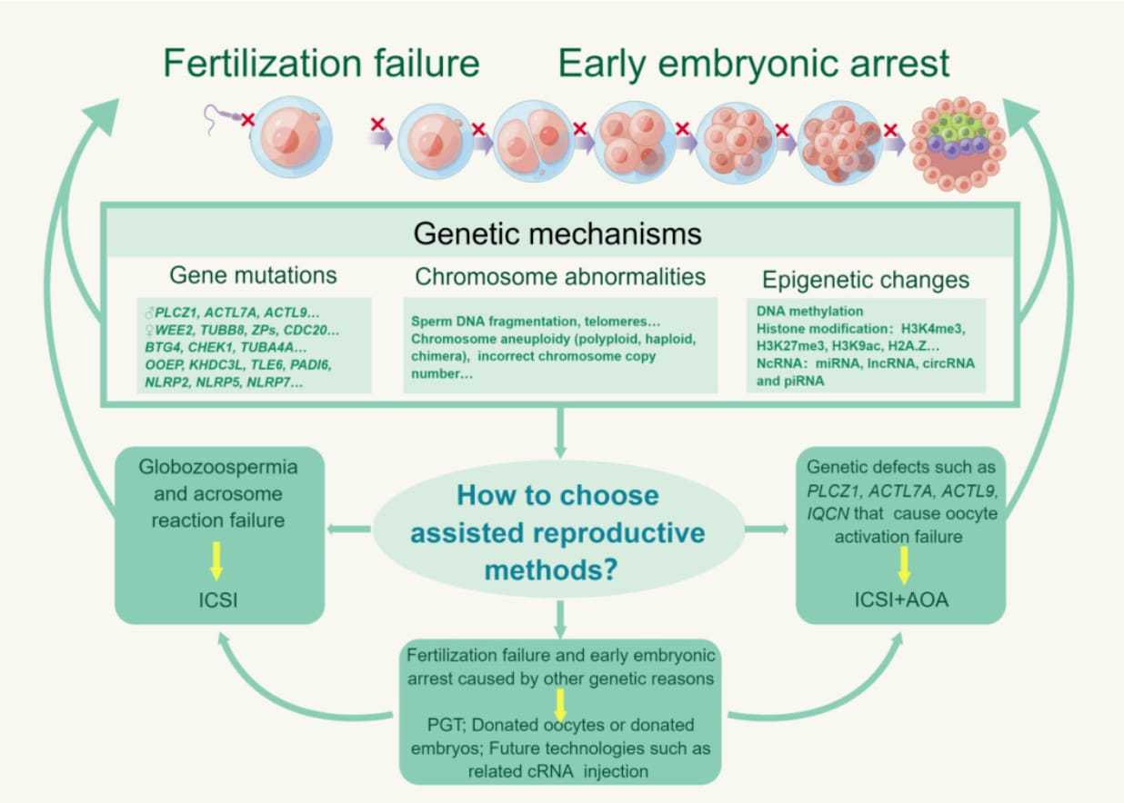 供精試管嬰兒要等多久